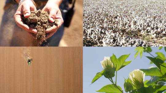棉花种植基地植物生长农民手中的土壤播种机