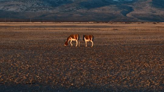 西藏旅游风光金色夕阳下野驴