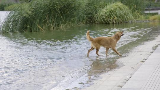 4K狗抖动身体上的水