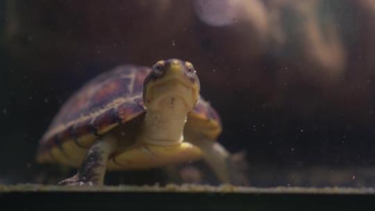 水底下的乌龟王八游泳