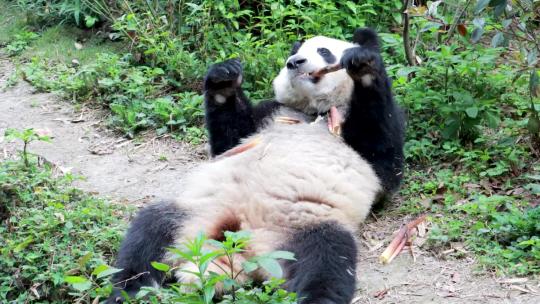 大熊猫和花躺着吃笋尖吃的好香啊