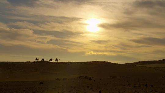 沙漠骆驼驼队视频素材模板下载