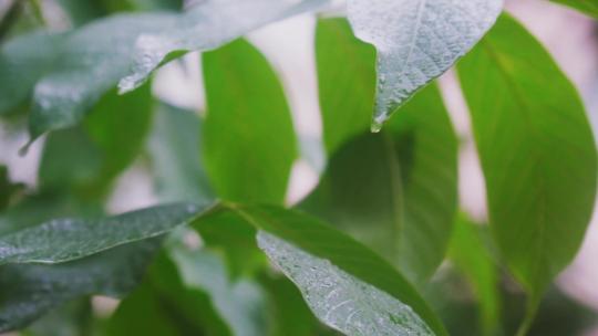 雨滴从绿色树叶上滴落