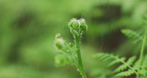 雨中绿植生机勃勃清明时节