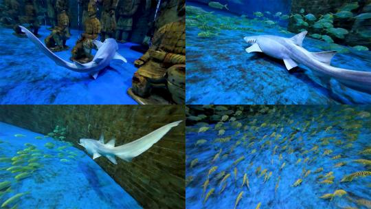 海洋馆鲨鱼多镜头高清在线视频素材下载