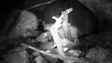 夜晚森林动物监视器高清在线视频素材下载