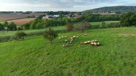 绿色草地上的羊群