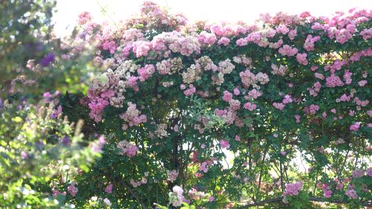 绣球花绣球花园花海牧场农场云南大理丽江