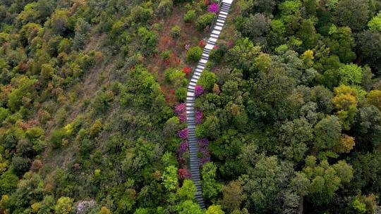 深圳梧桐山豆腐头赏花路径