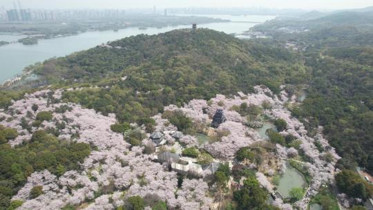 江苏无锡太湖鼋头渚樱花谷航拍风光