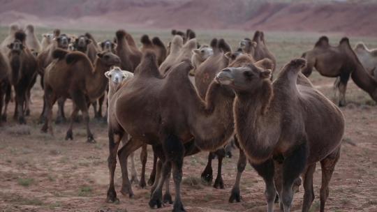 Y1内蒙古乌兰察布四子王旗骆驼群  驼群视频素材模板下载