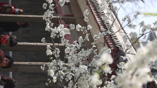 济南五龙潭，春季樱花植物盛开洁白如雪