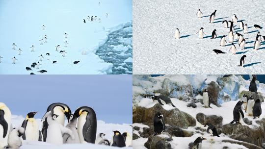 【合集】企鹅 帝企鹅 南极企鹅视频素材模板下载