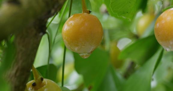 雨中银杏树上的白果