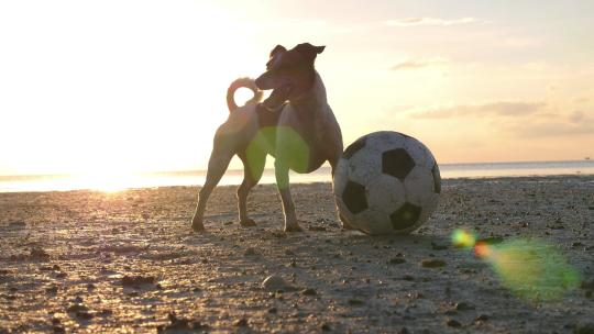 日落时狗在海滩上玩球
