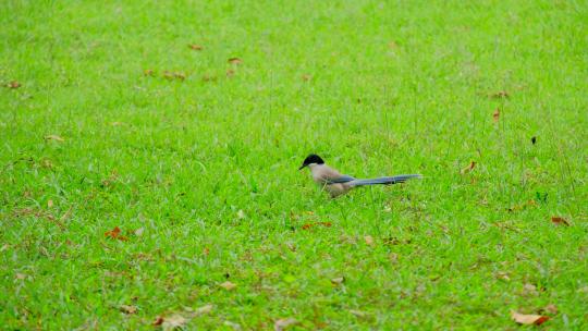 草地草坪小鸟灰喜鹊