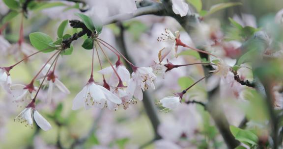 樱花花开花瓣飘落樱花树意境实拍