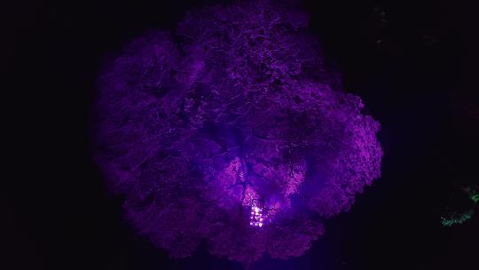 广州华南植物园唯美树木灯光夜景航拍4K视频