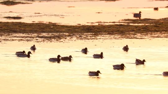 天鹅湖金光照耀下的野鸭在水面安静的游荡