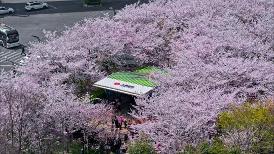 4K樱花航拍上海虹口足球场樱花