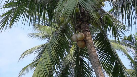 海南椰子树