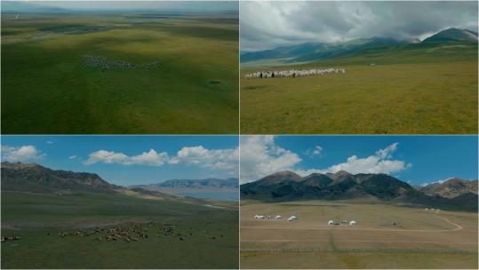 【合集】新疆内蒙大草原羊群放牧牧场高清在线视频素材下载