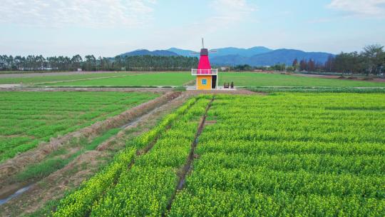 4k珠海斗门乡村风车油菜花花海航拍