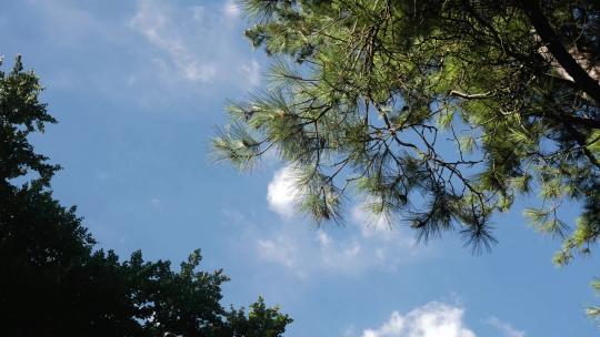 延时拍摄蓝天前景是移动的云和树木