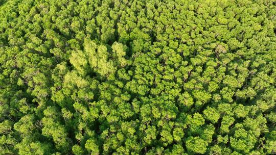 航怕福建漳州九龙江生态系统红树林湿地视频素材模板下载