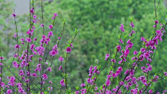 春天桃花开放