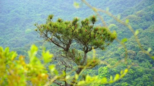 深圳马峦山郊野公园植物马尾松D