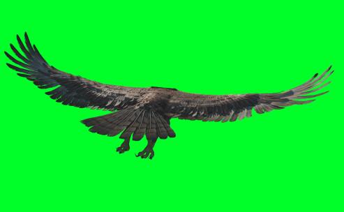 老鹰飞翔多角度绿屏视频视频素材模板下载