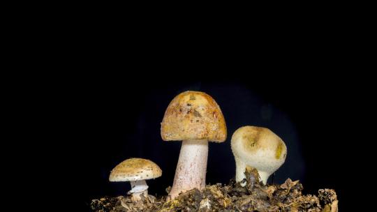 蘑菇在黑色背景上生长