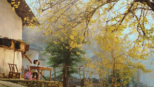 乡村小孩在家门前银杏树下学习 写作业