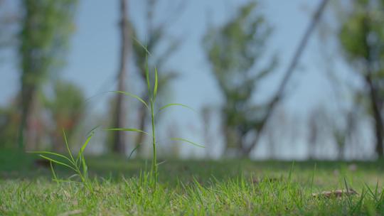 草地上一棵小草茁壮成长