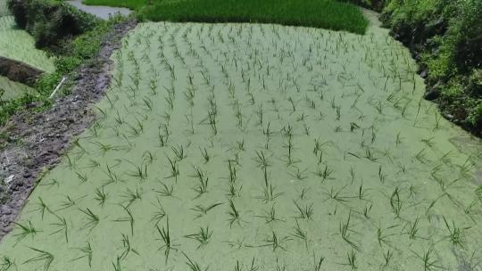 梯田插秧种水稻
