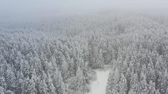 仙女山景区冬季滑雪场游客滑雪航拍