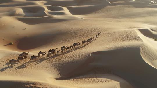 骆驼群自由漫步日落沙丘