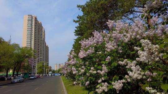 丁香开放的城市街道