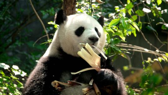 熊猫成都巨大的吃视频素材模板下载