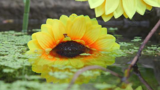 寺庙水池向日葵意境实拍