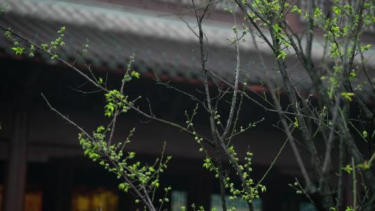 杭州钱王祠春天清明节雨天古建筑自然唯美