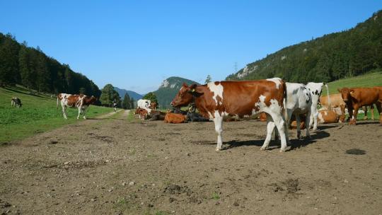 山景中的牛群