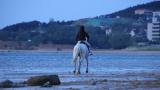 威海日落湾沙滩上策马奔腾的骑马人高清在线视频素材下载