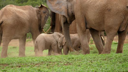 两只小非洲象互相推来推去