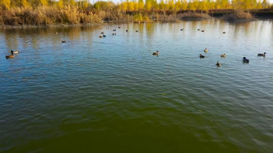航拍湿地鸟类