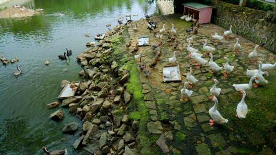 农村河边养鸭养鹅 鸭子大白鹅视频素材模板下载