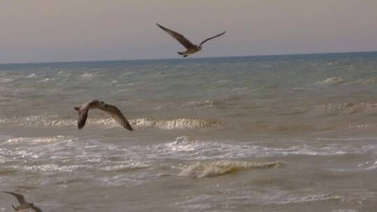 海鸥在海面上飞