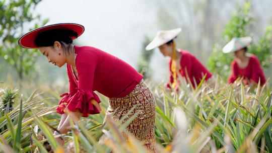 中缅边境傣族美女采菠萝视频素材模板下载