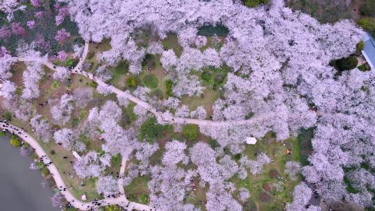 航拍武汉东湖樱花园樱花盛开视频素材模板下载